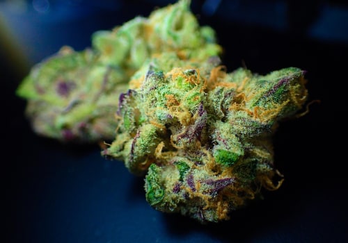 Exploring Cannabis Therapy for Recovery in South Florida