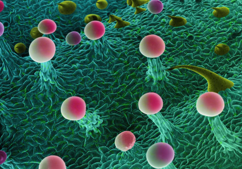 Exploring THCA: Why It's Gaining Popularity In Boston's Cannabis Therapy Scene